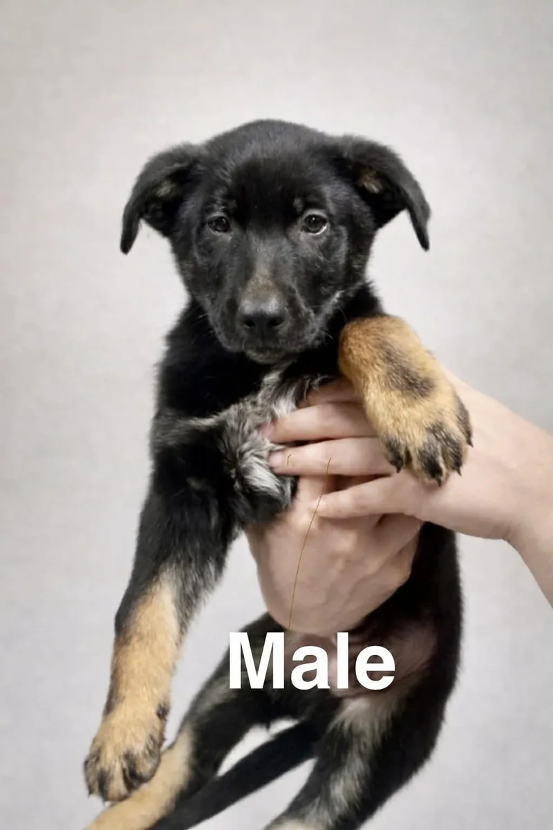 A baby medium-sized male Black German Shepherd Dog dog named Thunder for adoption in Copper Hill, VA