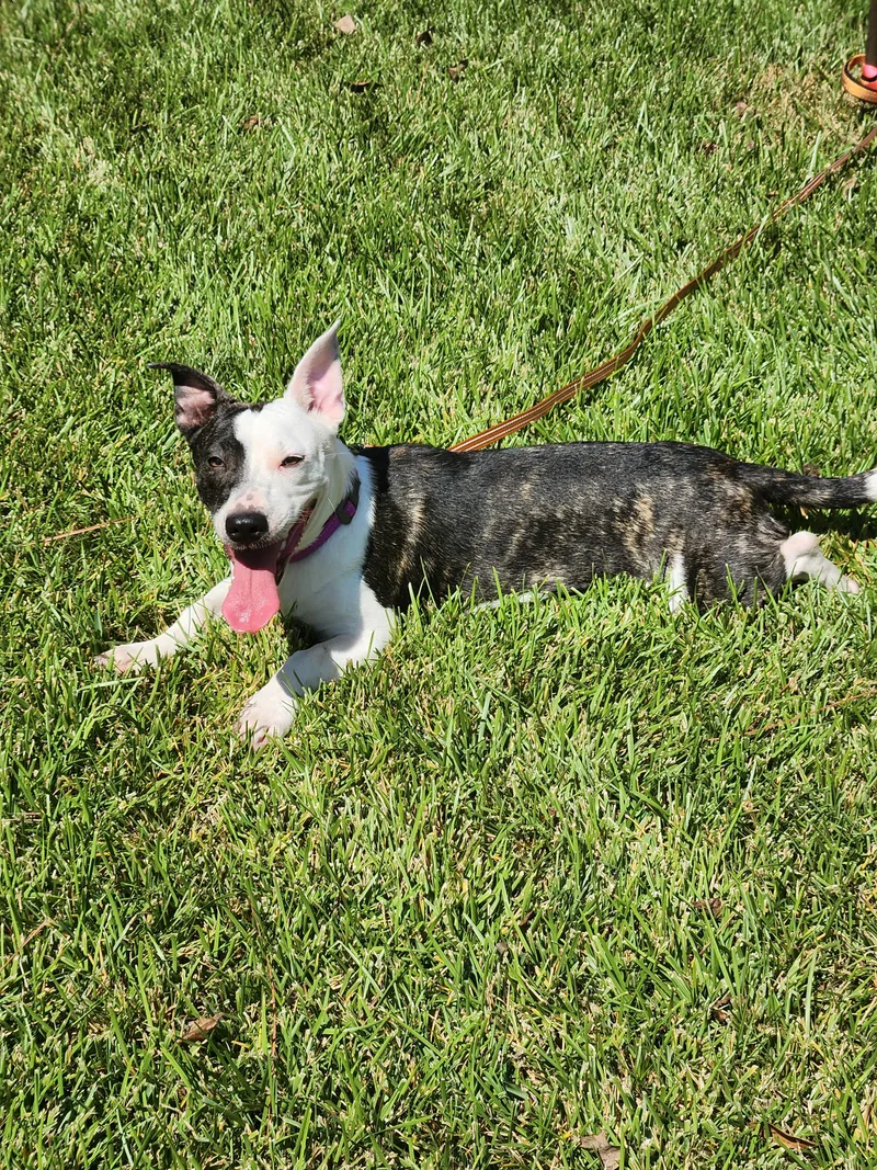 A young small-sized female Mixed Breed dog named Petals for adoption in Baton Rouge, LA