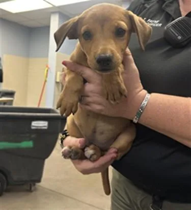 A baby large-sized male Pit Bull Terrier dog named Mercury Eight for adoption in Phoenix, AZ