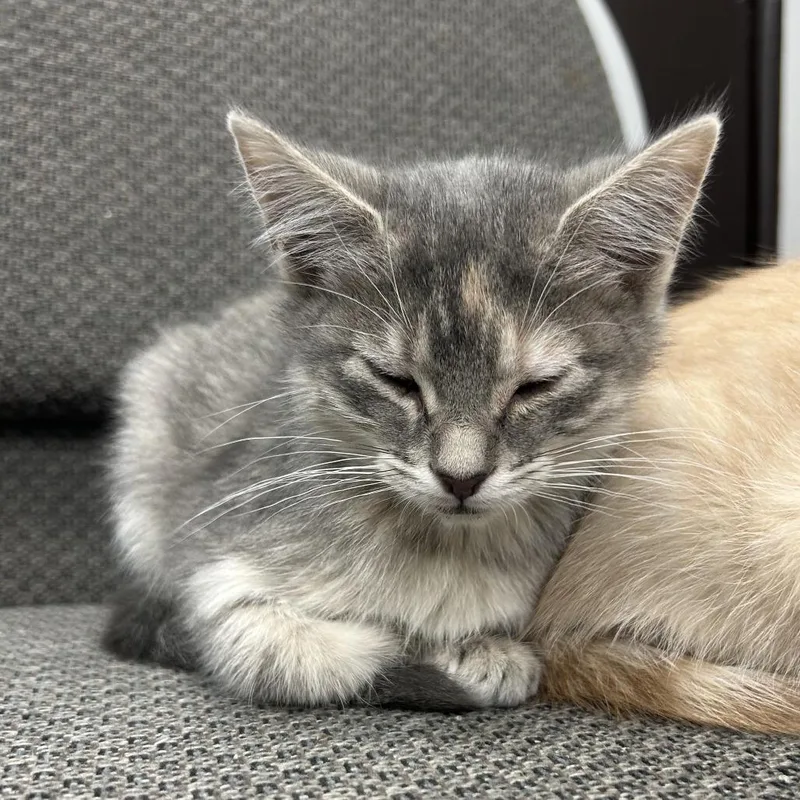 A baby small-sized female Gray / Blue / Silver Domestic Short Hair cat named Lilac for adoption in St. Louis, MO