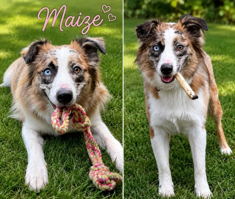Maizey thumbnail 4