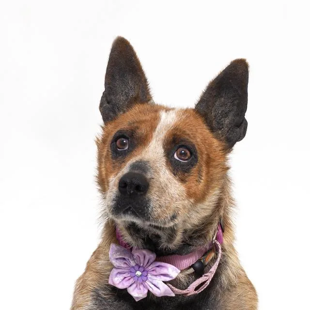 An adult medium-sized female Australian Cattle Dog / Blue Heeler dog named Penelope for adoption in Santa Barbara, CA