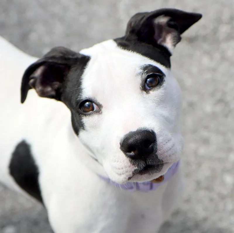 A baby large-sized female White / Cream Pit Bull Terrier dog named Dior for adoption in Kansas City, KS
