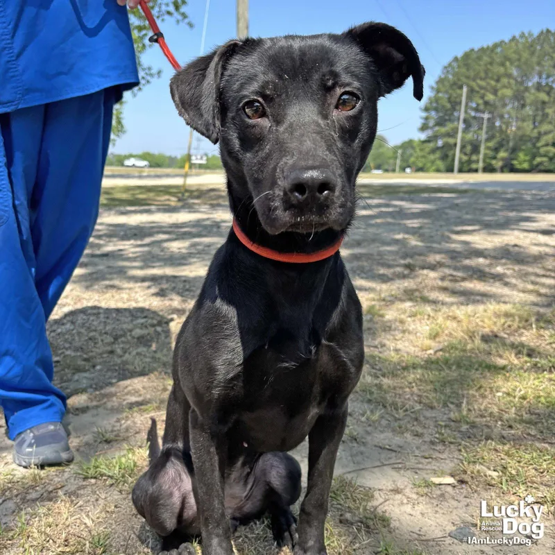 A young medium-sized female Labrador Retriever dog named Aggie for adoption in Washington, DC