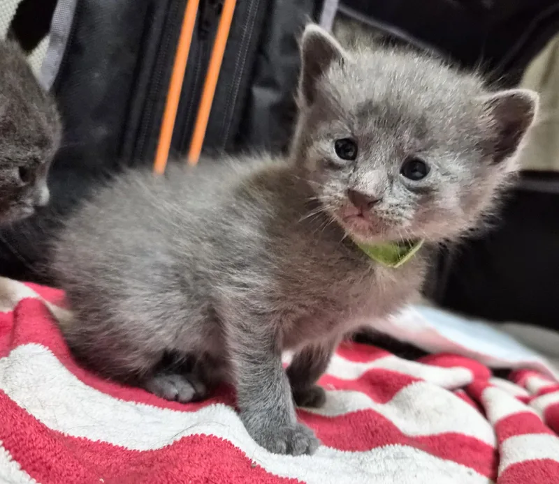 A baby small-sized male Gray & White American Shorthair cat named Bandit for adoption in Waverly, IA