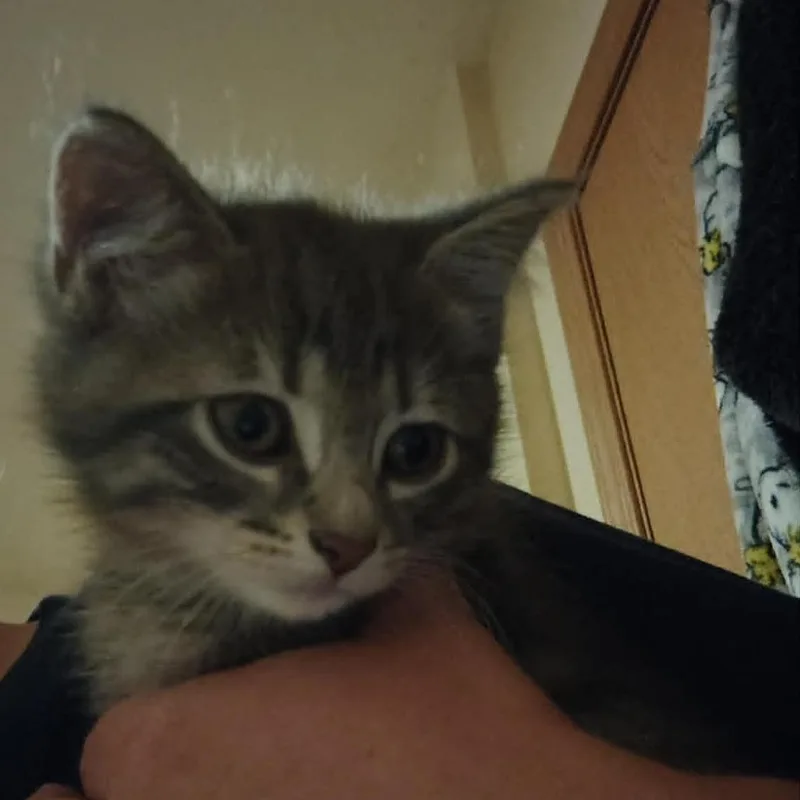 A baby small-sized female Gray / Blue / Silver Domestic Short Hair cat named River for adoption in Springfield, OH