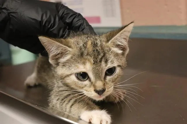 A baby small-sized female Domestic Short Hair cat named Kinsley for adoption in Columbia, SC