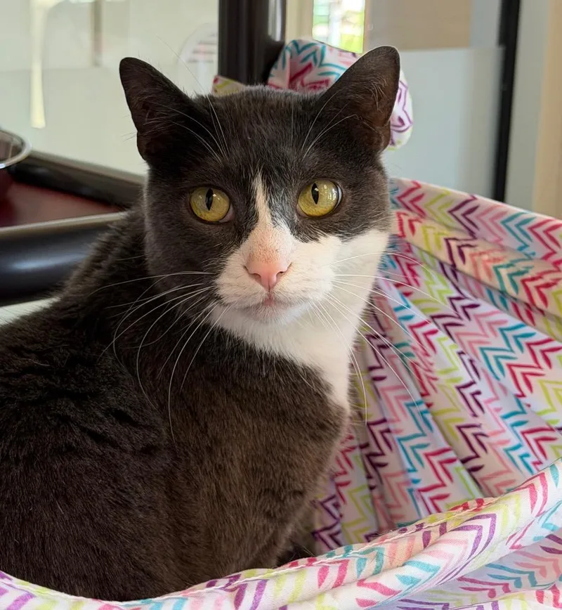 An adult medium-sized female Domestic Medium Hair cat named Alora for adoption in Columbia, IL