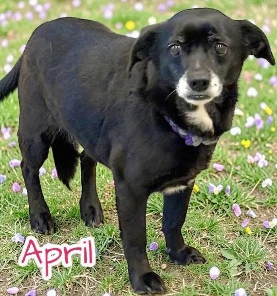 A senior small-sized female Mixed Breed dog named April for adoption in Stratham, NH