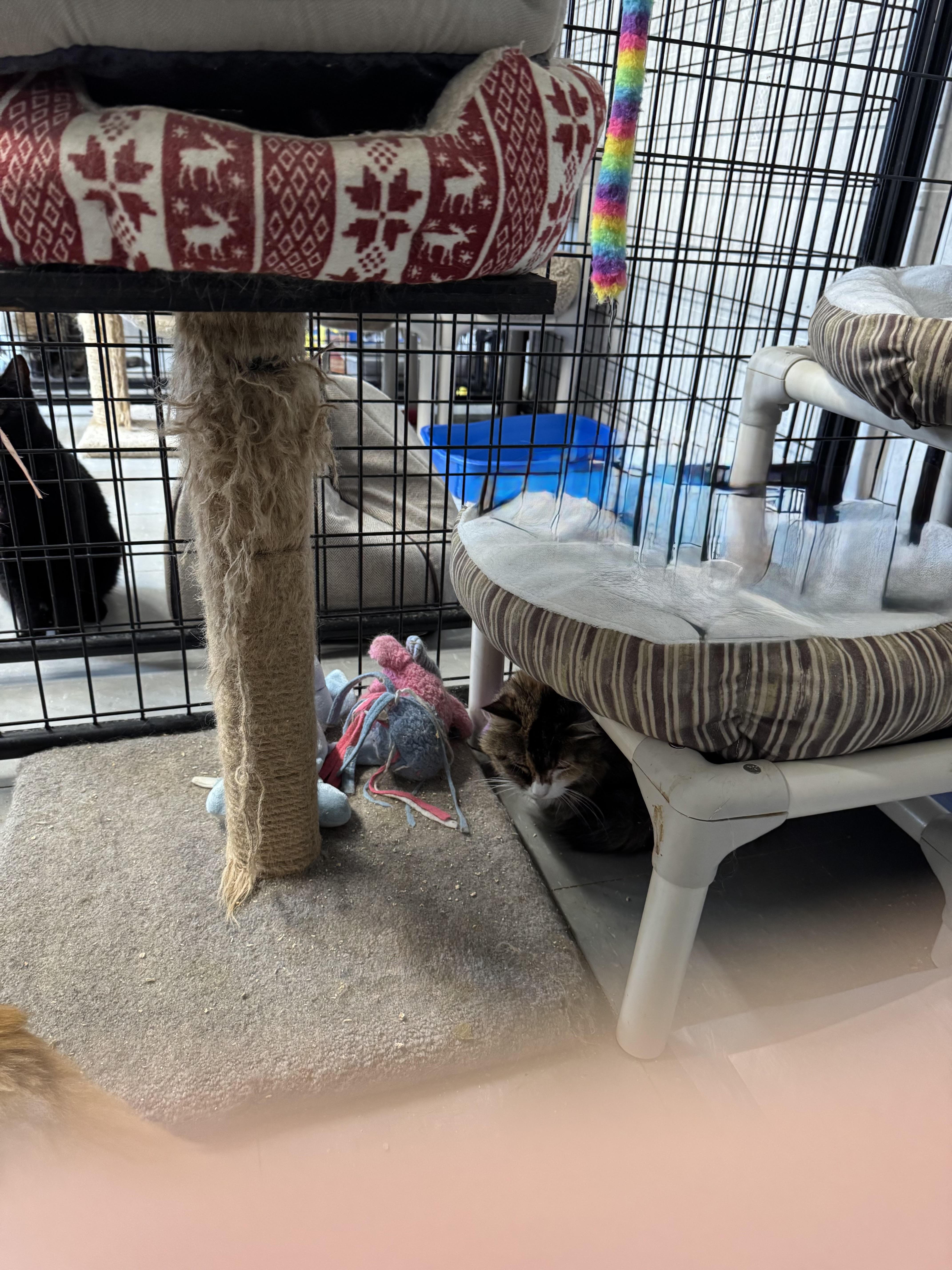 Callie and Cocco