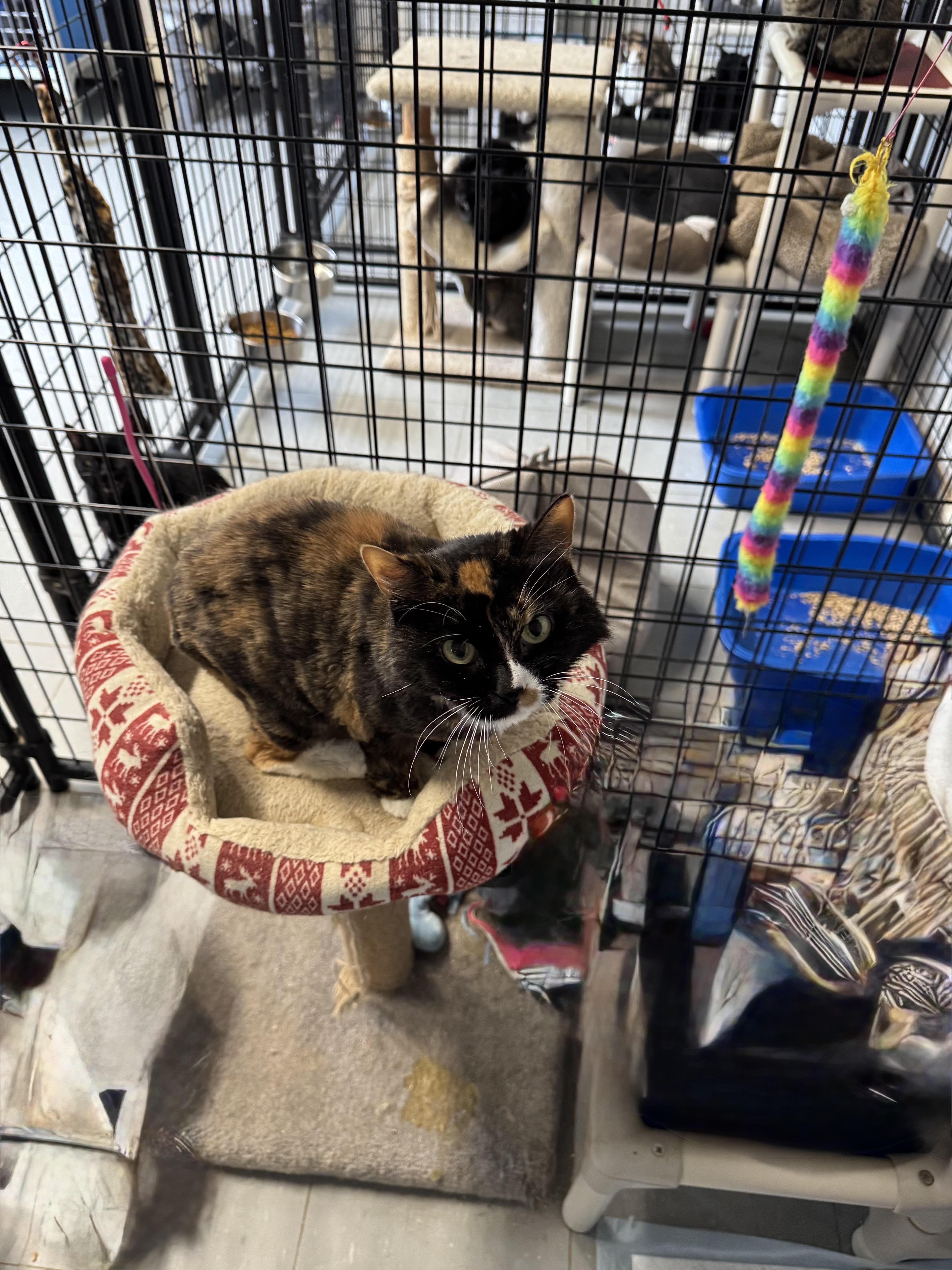 Callie and Cocco thumbnail 4