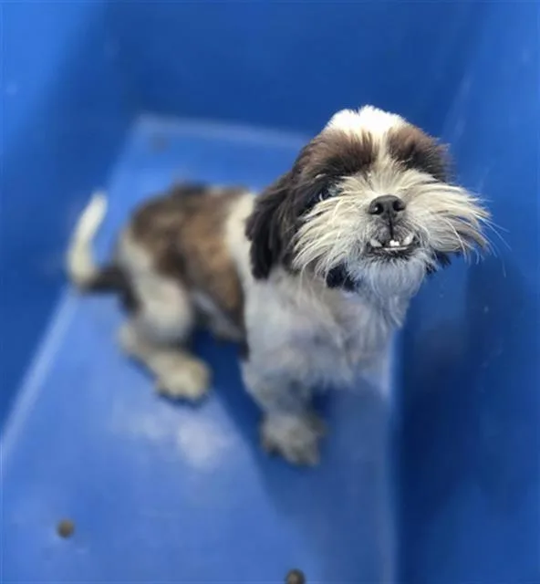 An adult small-sized female Mixed Breed dog named Lola for adoption in Dallas, TX