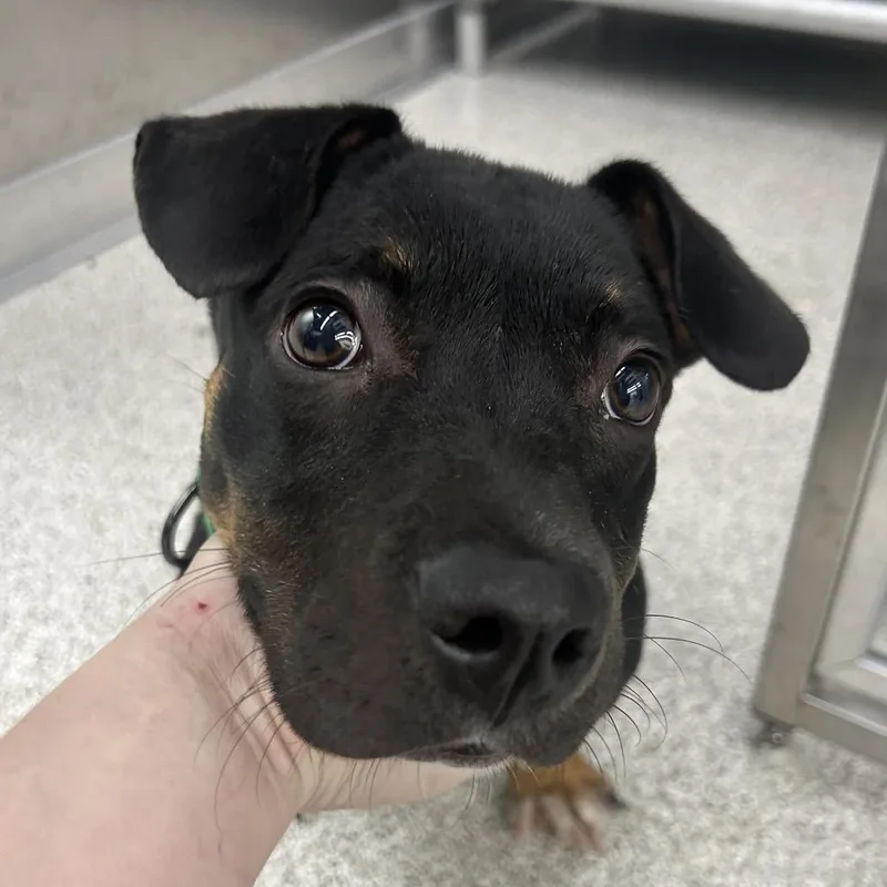 A baby small-sized male Black Mixed Breed dog named Zuko for adoption in Point Richmond, CA