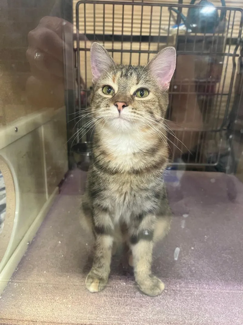 An adult medium-sized female Torbie cat named Express for adoption in Farmland, IN