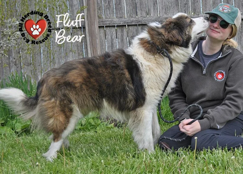 Fluffy Bear
