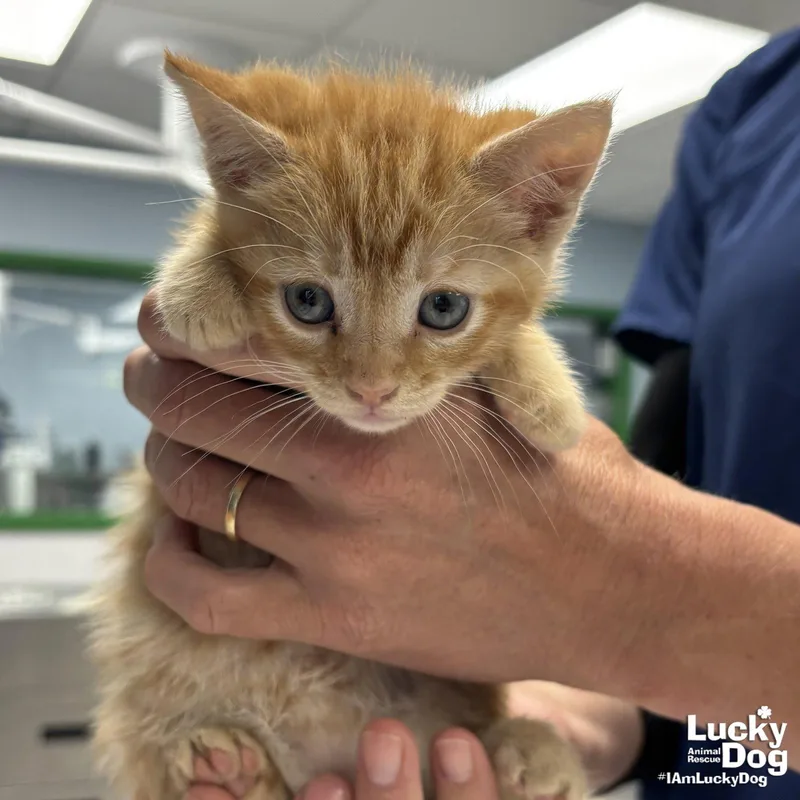 A baby medium-sized male Orange / Red Domestic Short Hair cat named My Macintosh for adoption in Washington, DC