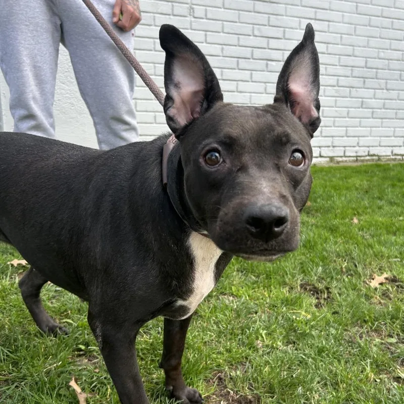 An adult medium-sized female Black Bull Terrier dog named Lady Blue for adoption in Weimar, CA