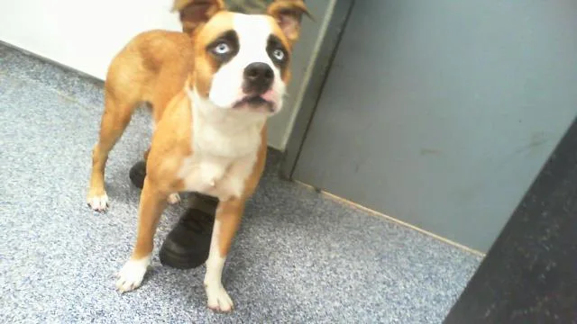 Dingo