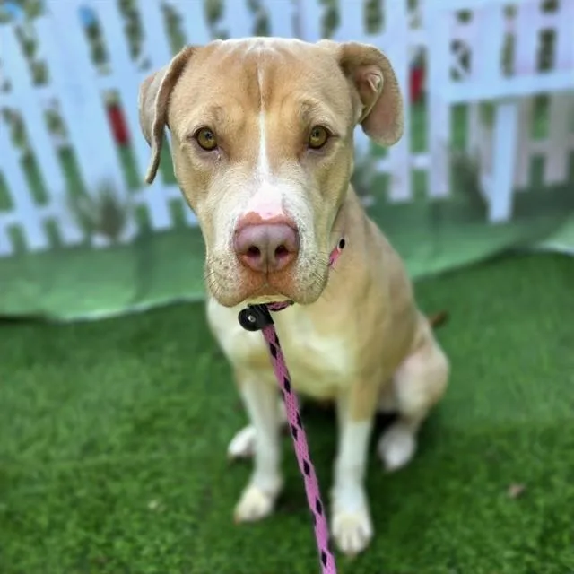 A young large-sized female Pit Bull Terrier dog named Sunshine for adoption in Long Beach, CA
