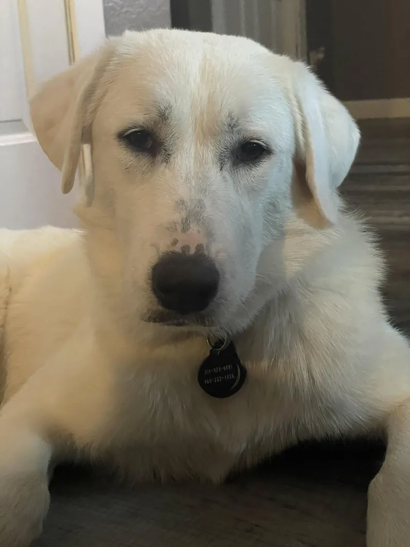 A young large-sized female Great Pyrenees dog named Emmy for adoption in Garland, TX