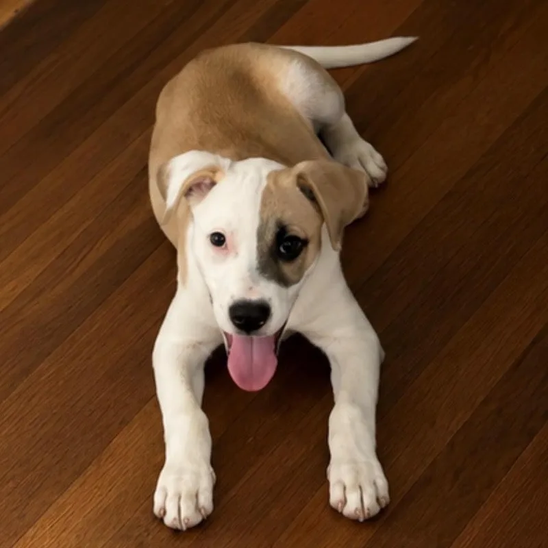 A baby medium-sized female Yellow / Tan / Blond / Fawn Terrier dog named Lucy for adoption in CORPUS CHRISTI, TX