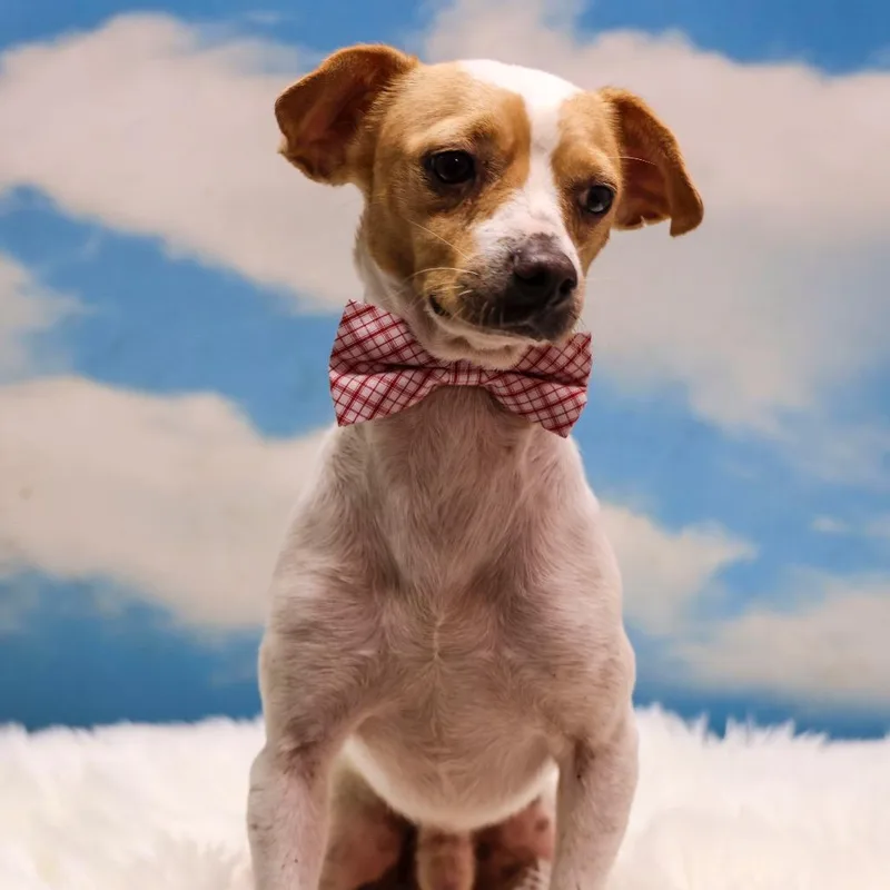 A young small-sized male White / Cream Chihuahua dog named Rob for adoption in Casa Grande, AZ