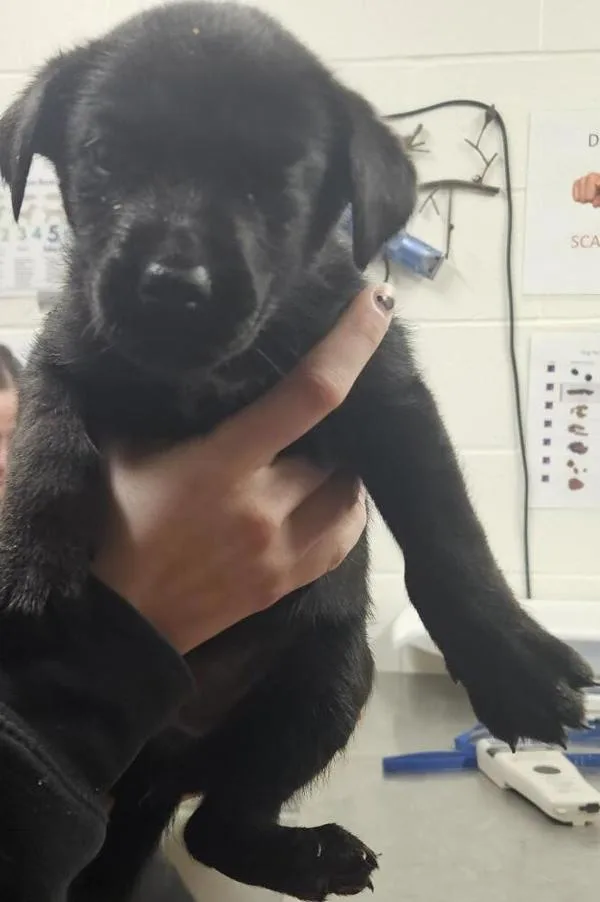 A baby large-sized female German Shepherd Dog dog named Conner for adoption in Pocatello, ID