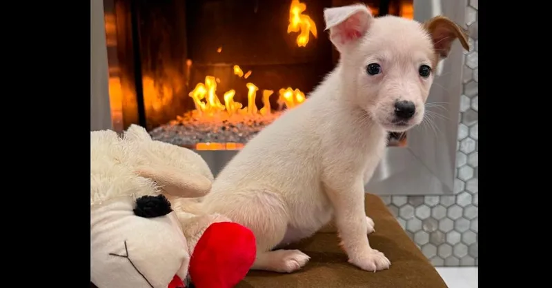 Nevada Pups: Nora