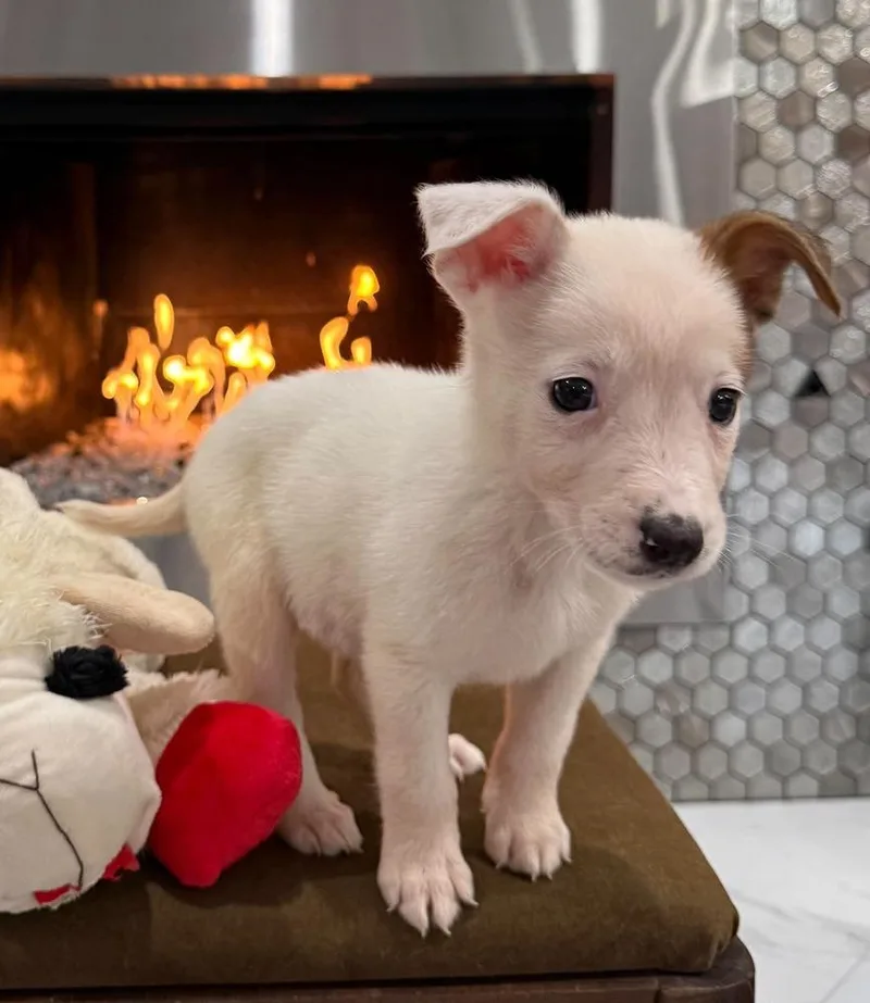 Nevada Pups: Nora thumbnail 2