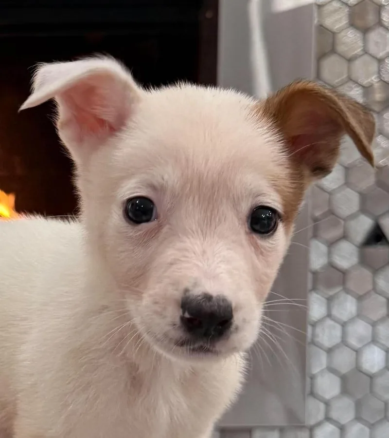 Nevada Pups: Nora thumbnail 3