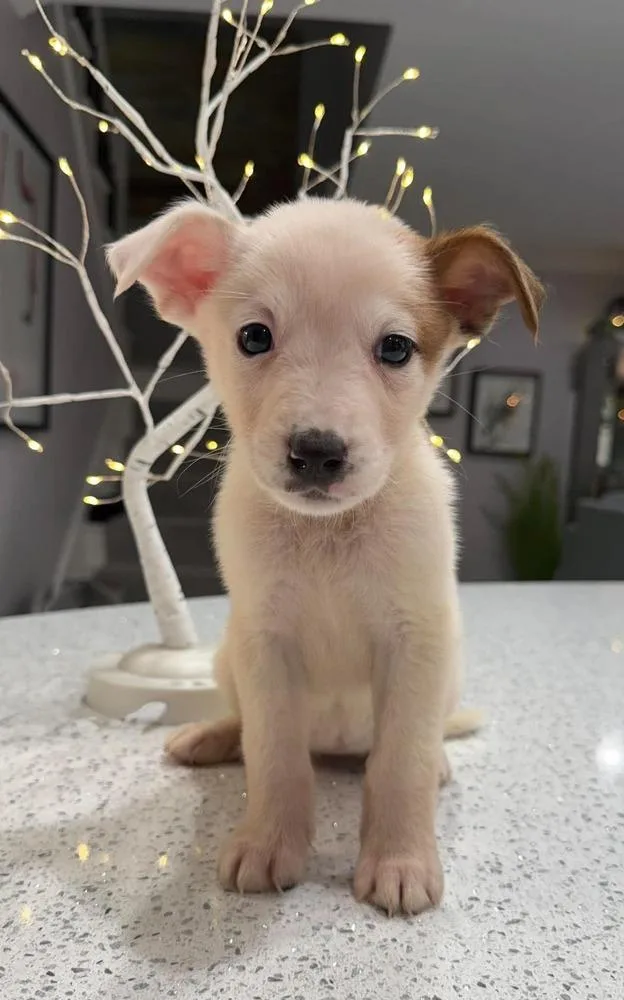 Nevada Pups: Nora thumbnail 4