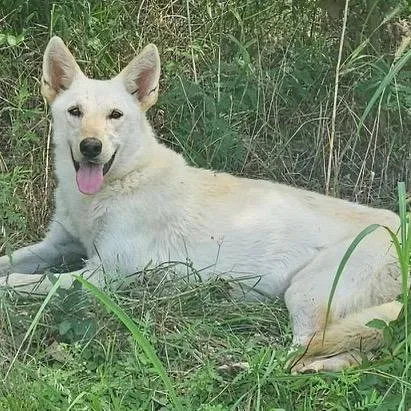 A young medium-sized female White / Cream Shepherd dog named Isabella for adoption in Palestine, TX
