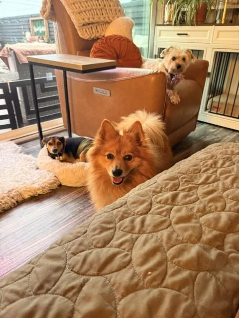 An adult small-sized male Apricot / Beige Pomeranian dog named Nate Dogg for adoption in Redondo Beach, CA