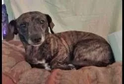 A young small-sized female Dachshund dog named Joy for adoption in Sudbury, MA