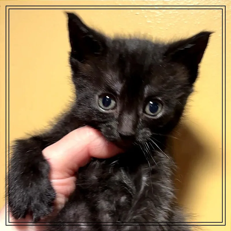 A baby small-sized female Black Domestic Short Hair cat named Lumen for adoption in Monroe, MI