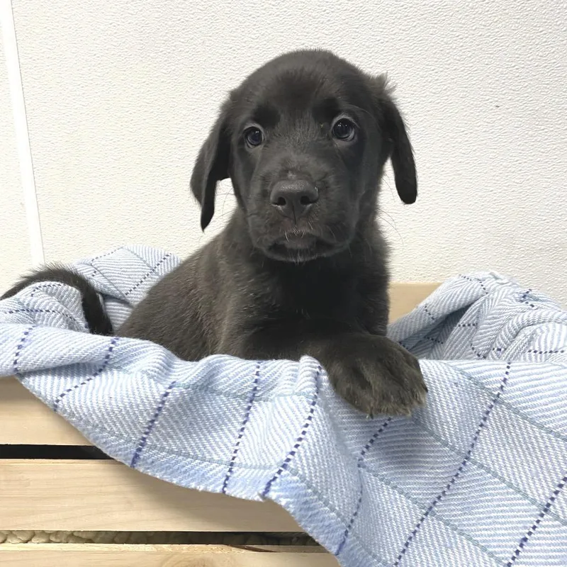 A baby medium-sized male Black Labrador Retriever dog named Spartan for adoption in Belleville, IL