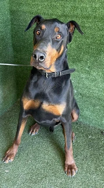 An adult large-sized male Doberman Pinscher dog named Apollo for adoption in Lancaster, CA