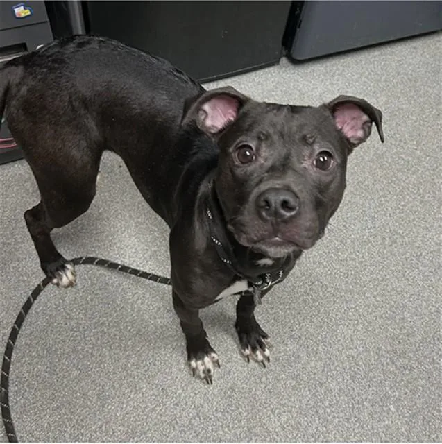 A young medium-sized female Pit Bull Terrier dog named Emory for adoption in Lincolnton, NC