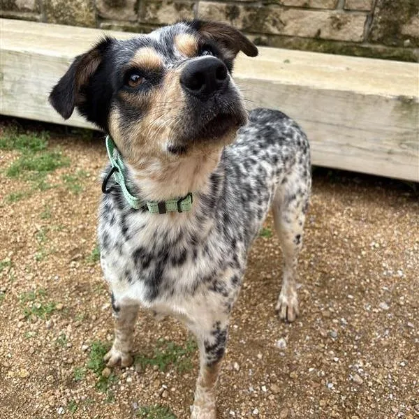 An adult medium-sized male Black Mixed Breed dog named Bandit for adoption in Bentonville, AR