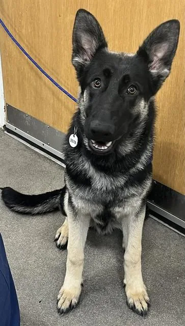 A young large-sized male German Shepherd Dog dog named Troy for adoption in Upper Marlboro, MD