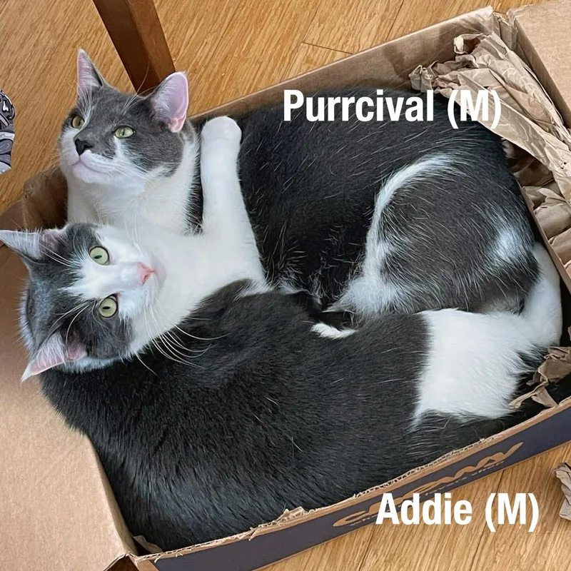 Purrcival And Addie 