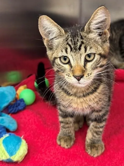 A baby small-sized male Domestic Short Hair cat named Bruce for adoption in Naples, FL
