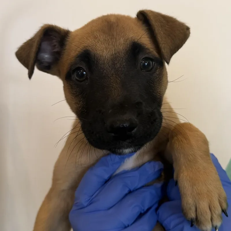 A baby small-sized female Shepherd dog named Maldini for adoption in Los Angeles, CA