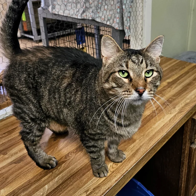 A senior large-sized male Tabby (Buff / Tan / Fawn) Domestic Short Hair cat named Hero for adoption in Searcy, AR