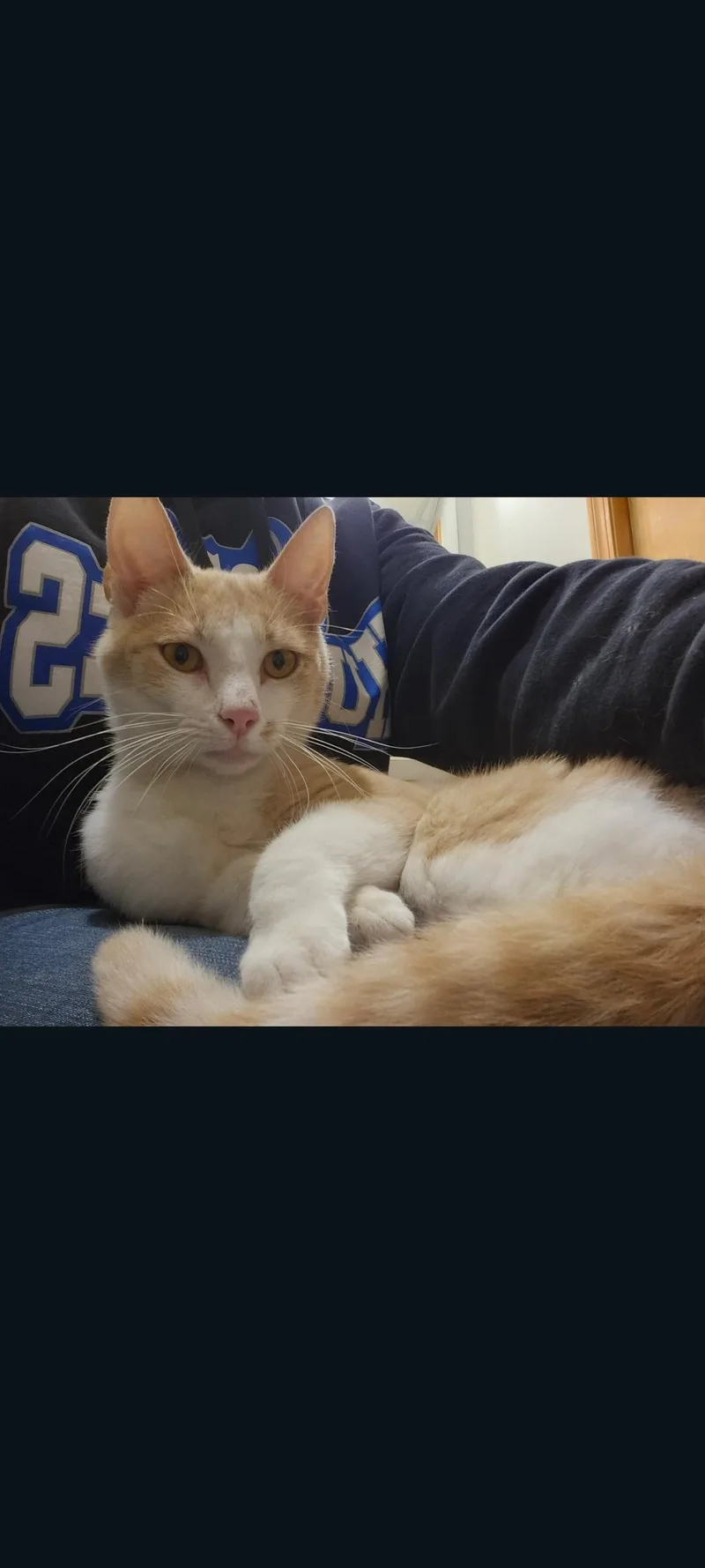 A baby medium-sized male Cream / Ivory Domestic Short Hair cat named Chico for adoption in Lewis Center, OH