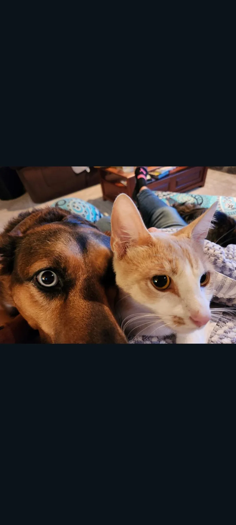 Chico thumbnail 2