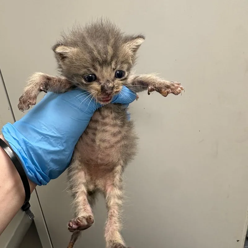 A baby small-sized male Gray / Blue / Silver Domestic Short Hair cat named Nocturne for adoption in Columbiana, AL