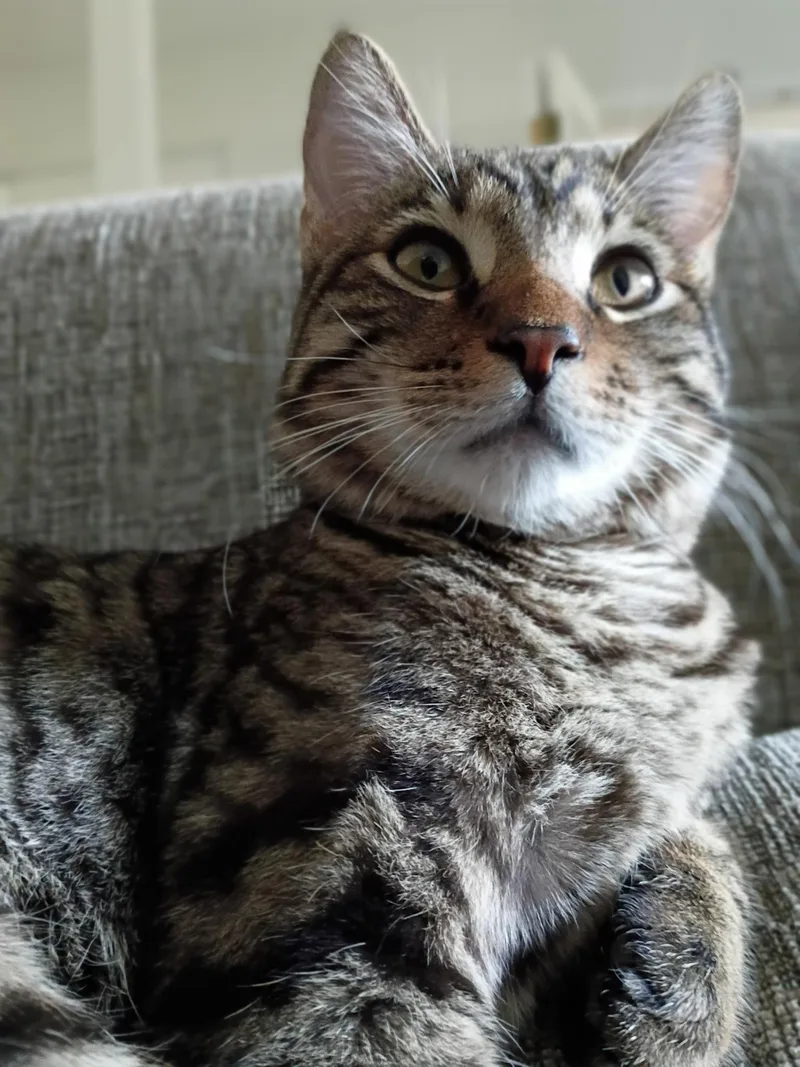 A young medium-sized male Tabby (Brown / Chocolate) Domestic Short Hair cat named Odie—young adult for adoption in Los Altos Hills, CA