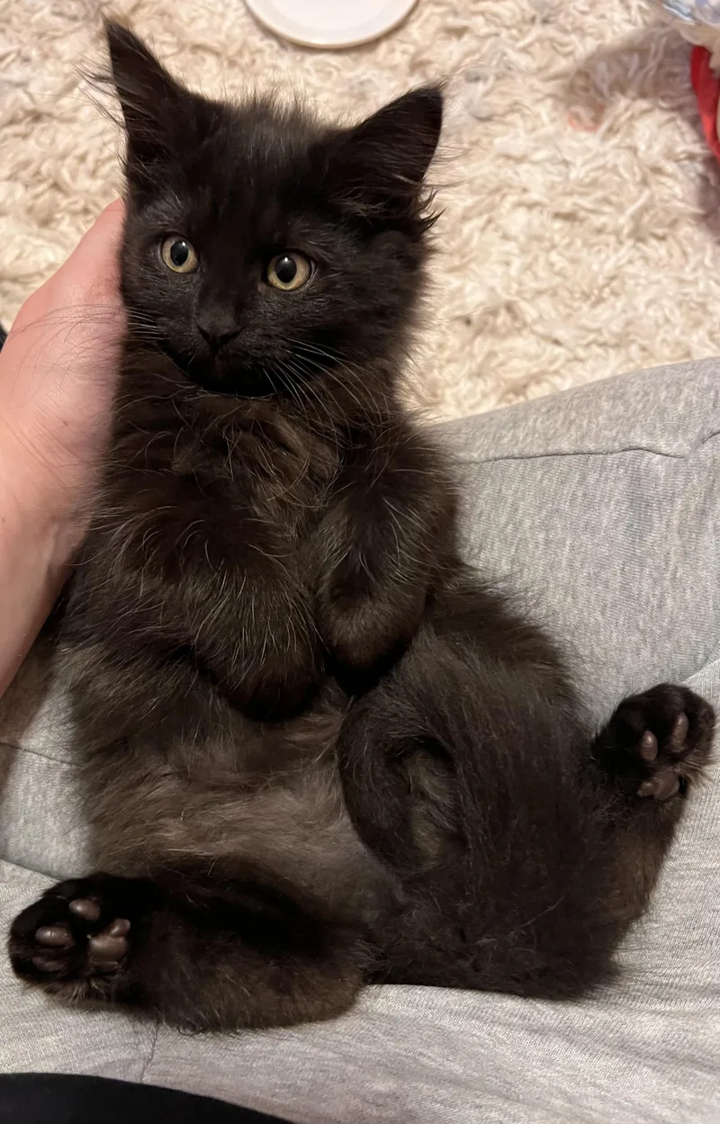 A baby small-sized female Black Domestic Medium Hair cat named Juniper for adoption in Hartville, OH