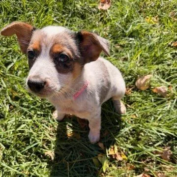 A baby small-sized female White / Cream Mixed Breed dog named Sweet Potato for adoption in Buffalo, MN